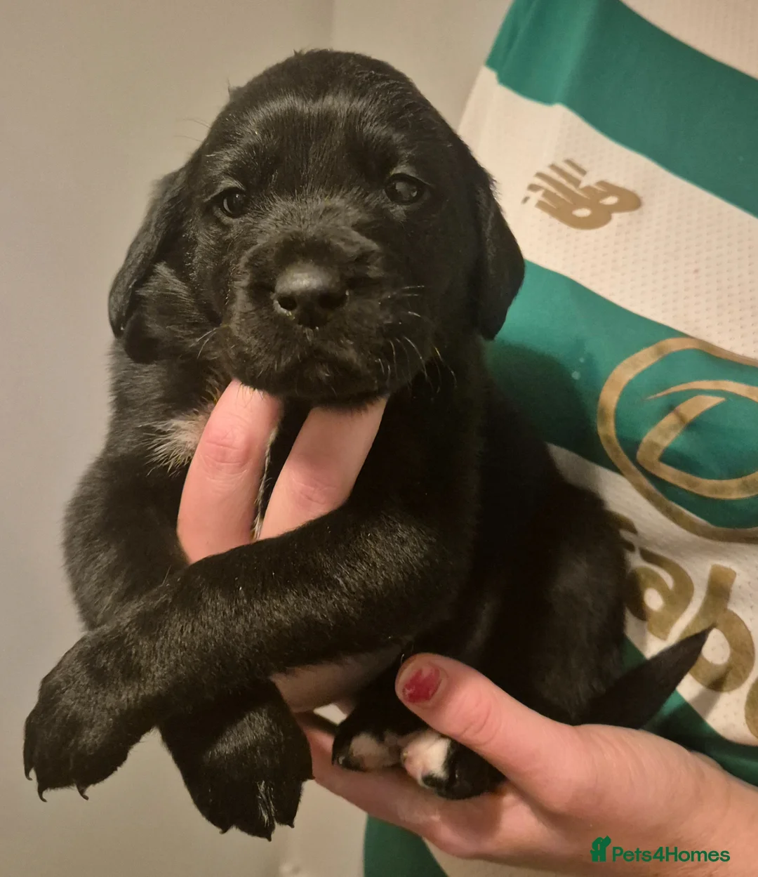 Mixed Breed dogs for sale: Beautiful puppies for sale - Advert 1