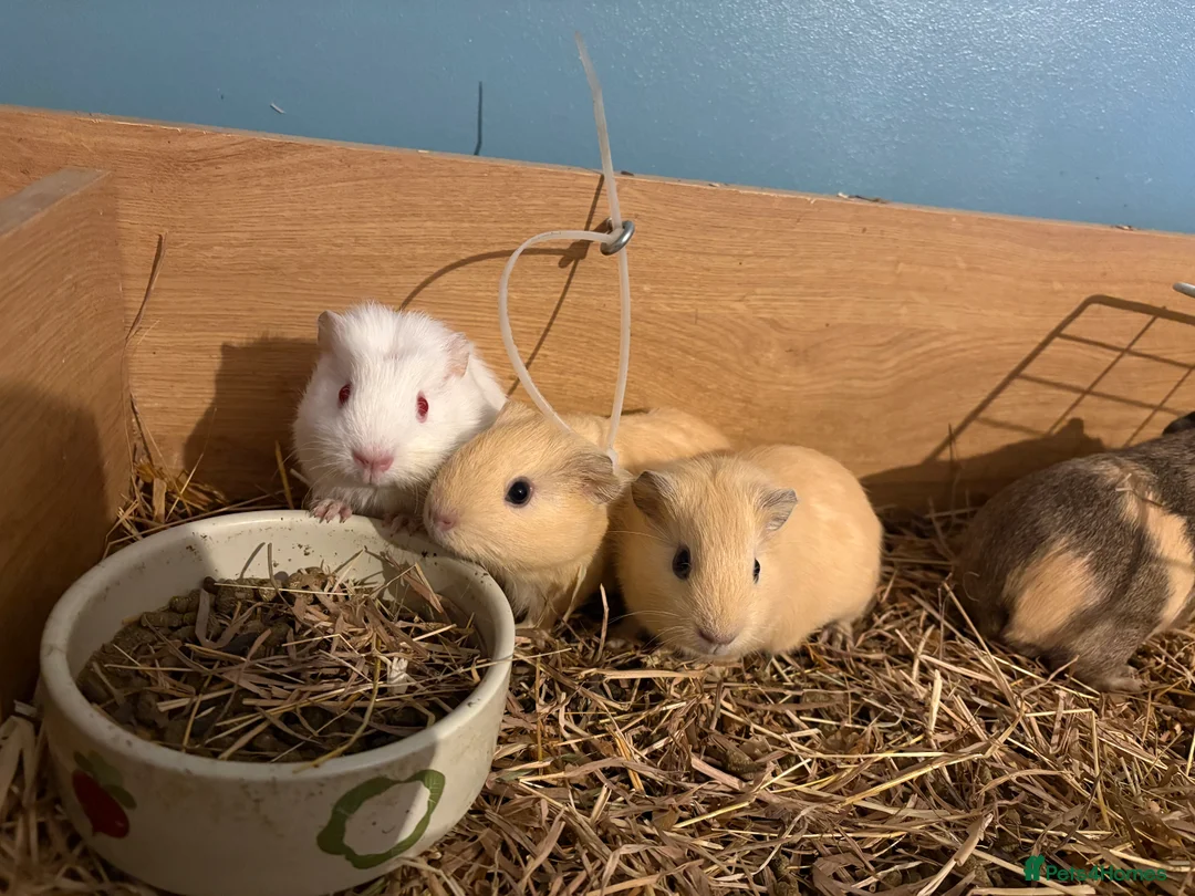 Guinea Pig rodents for sale: Male guinea pigs  in Wimborne - Advert 2