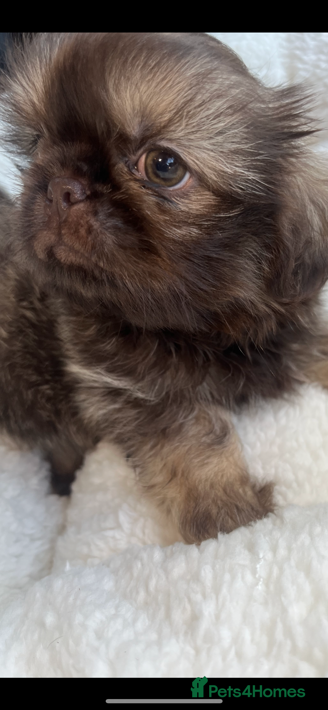 Shih Tzu dogs for sale: 1 beautiful little boy  - Image 7