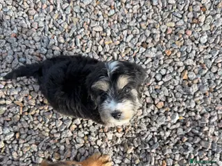 Cockapoo dogs F1 cockapoo one girl left ready to leave - Advert 13