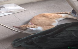 Mixed Breed cats for sale: 1 x tabby girl 1 x ginger and white boy - Image 2