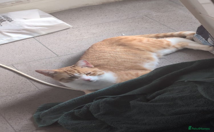 Mixed Breed cats 1 x ginger and white boy - Advert 12