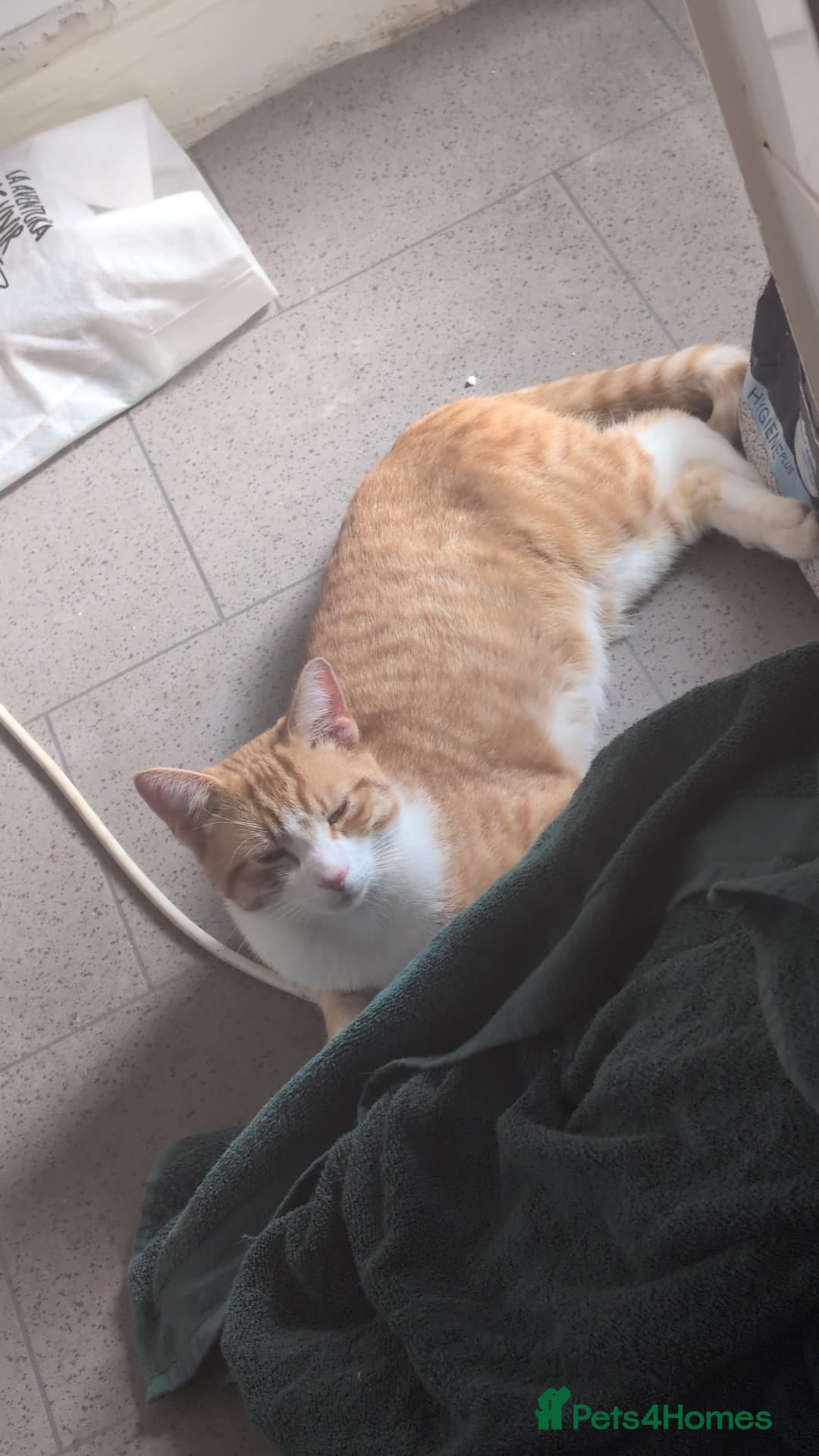 Mixed Breed cats for sale: 1 x tabby girl 1 x ginger and white boy - Image 2