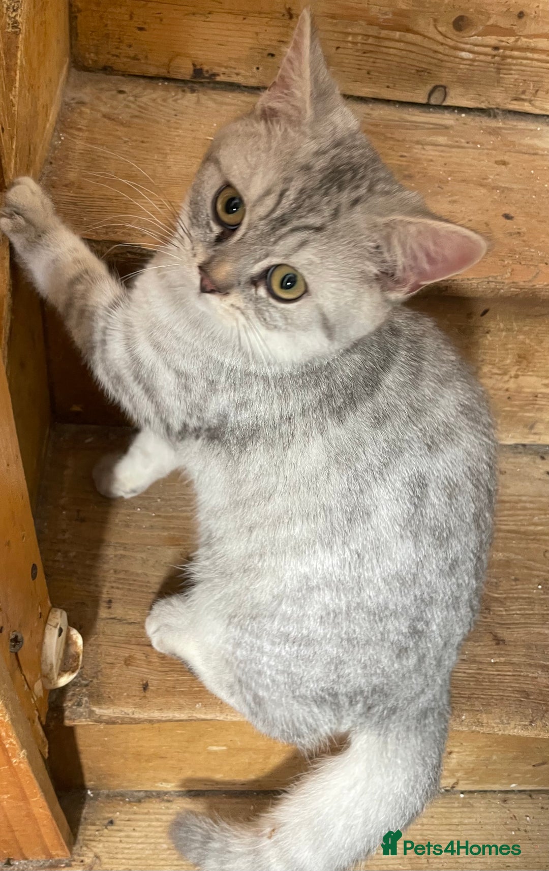 British Shorthair cats for sale: Silver tic & golden tic  - Image 10