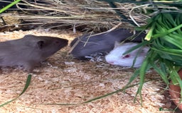 Guinea Pig rodents for sale: Gorgeous baby Guineapigs  - Image 1