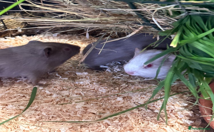 Guinea Pig rodents - Advert 6