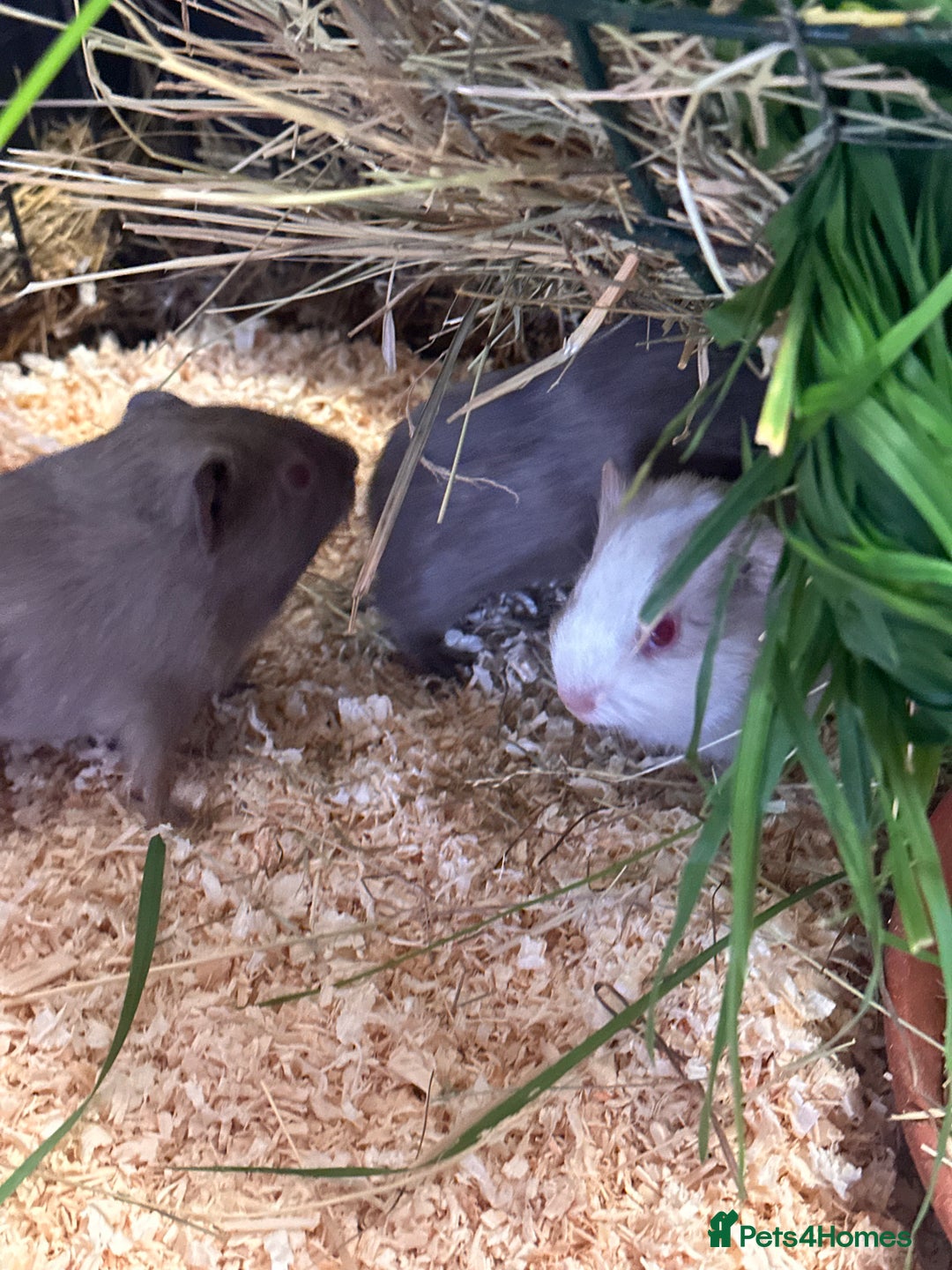 Guinea Pig rodents for sale: Gorgeous baby Guineapigs  - Image 1