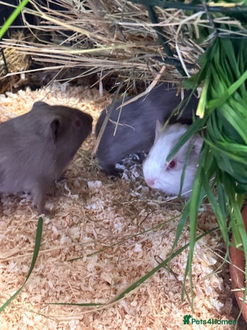 Guinea Pig rodents - Advert 16