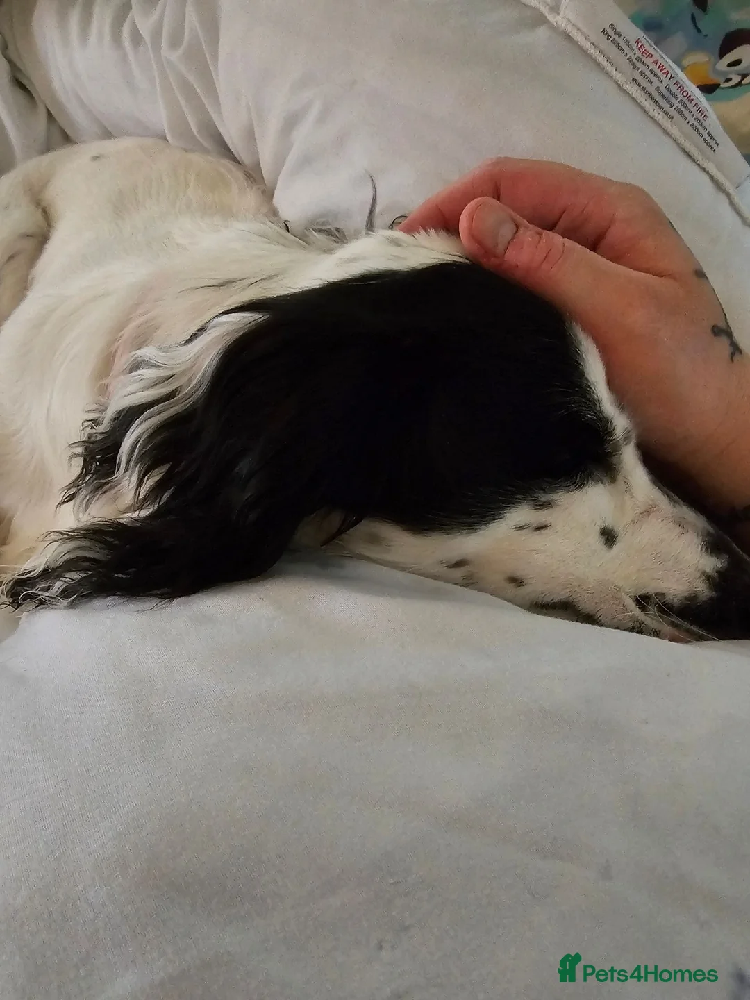 Cocker Spaniel dogs for sale: 11 month old female cocker spaniel in Truro - Advert 2