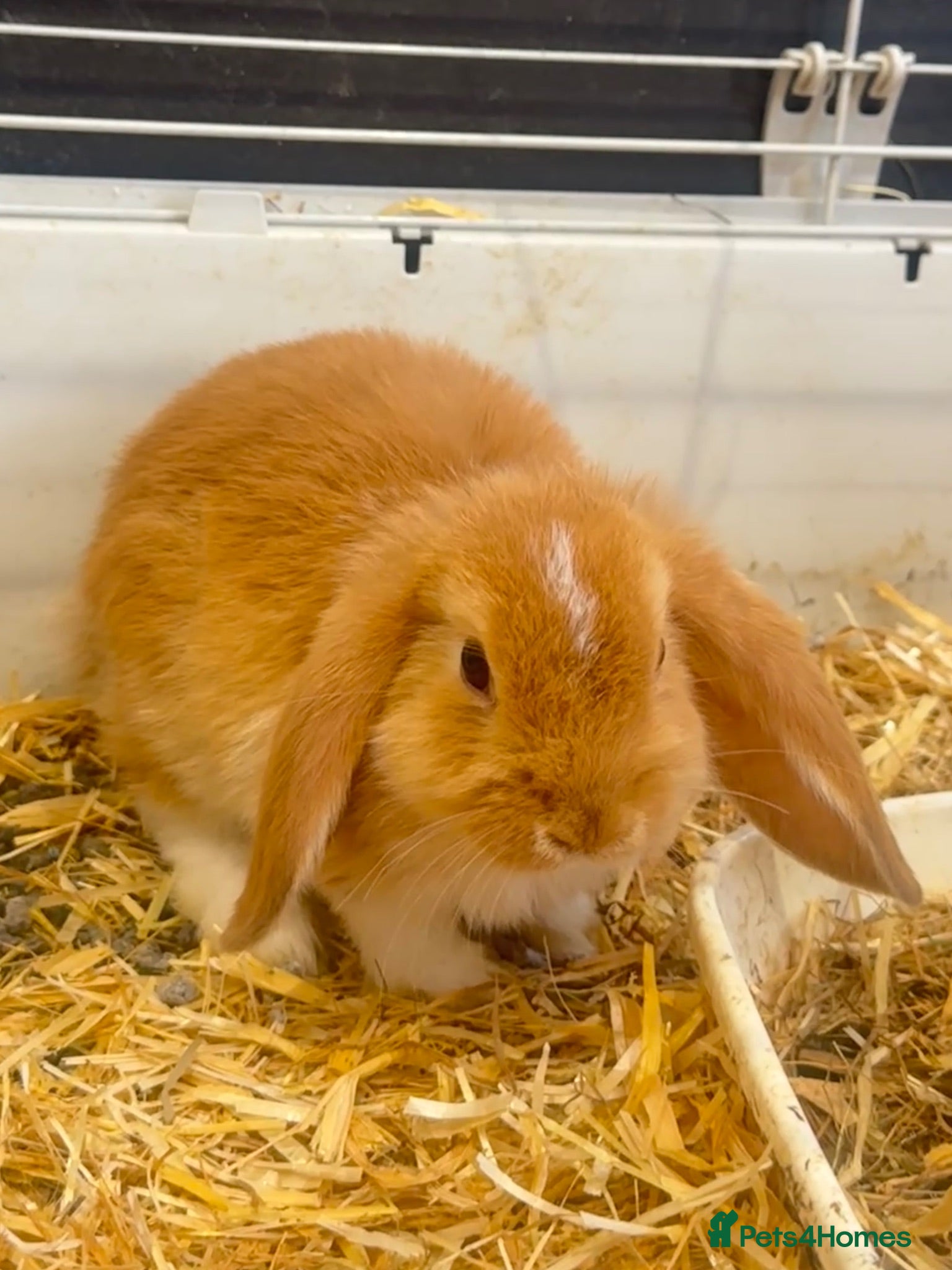 Mini Lop rabbits One mini lop boy forever home - Advert 22