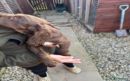 Cocker Spaniel dogs for sale: Working cocker spaniels  - Image 34