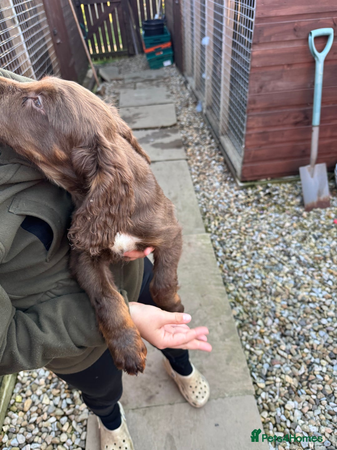 Cocker Spaniel dogs for sale: Working cocker spaniels  - Image 34
