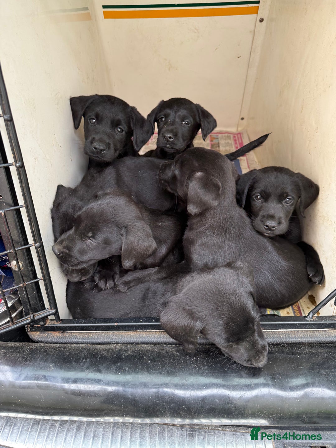 Labrador Retriever dogs for sale: Last gorgeous Labrador dog puppy - Image 4