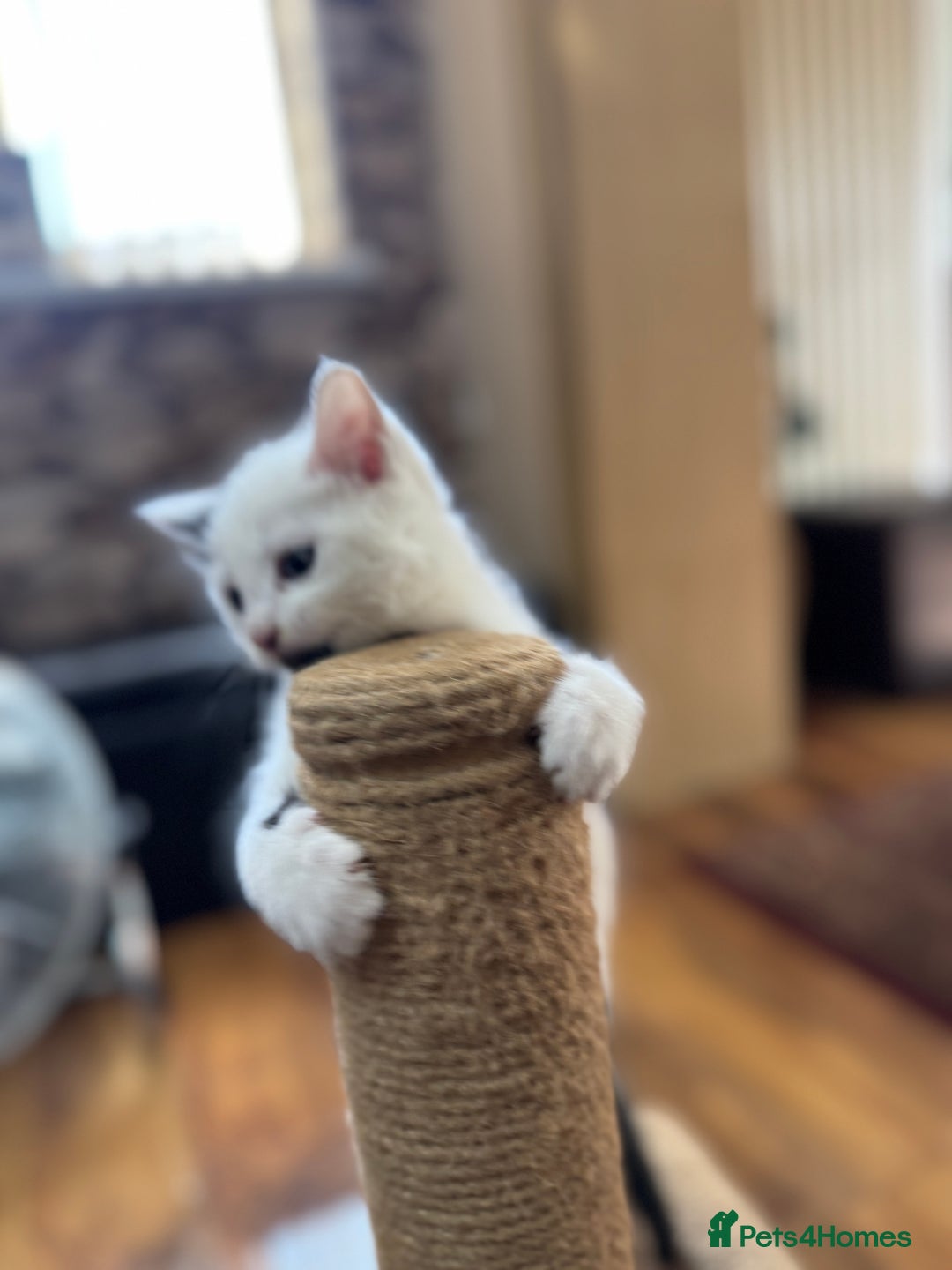 Turkish Angora cats for sale: half turkish angors  - Image 5