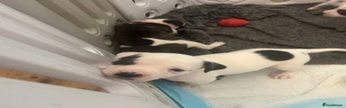 American Bulldog 3