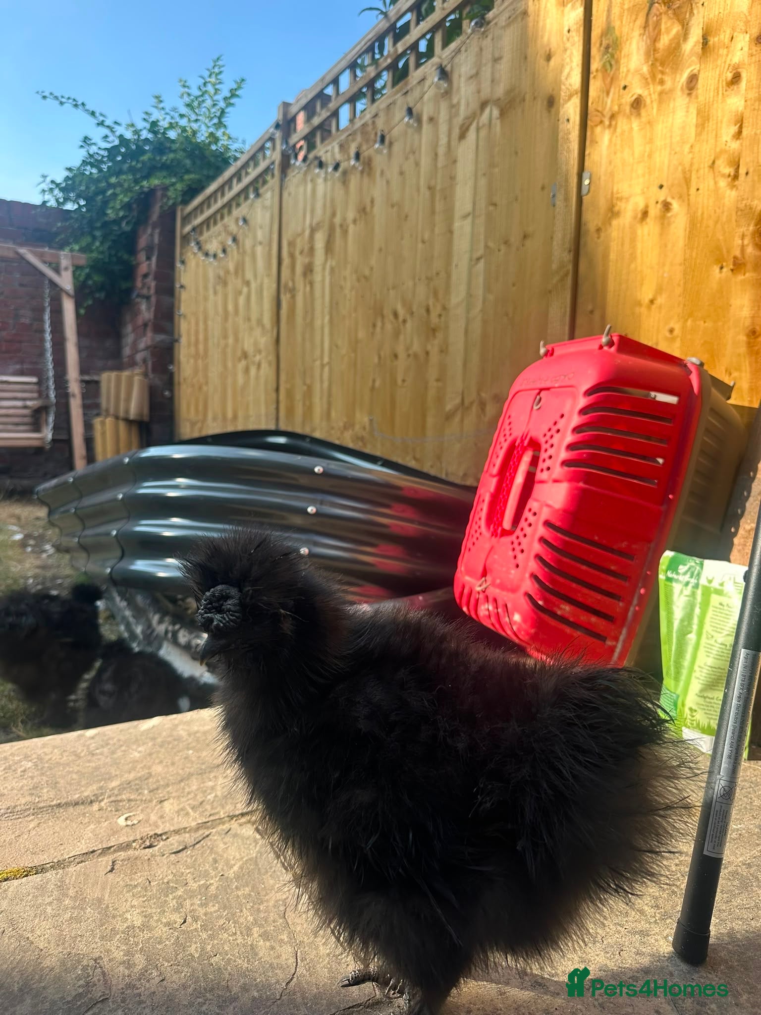Chickens poultry Silkies - Advert 2