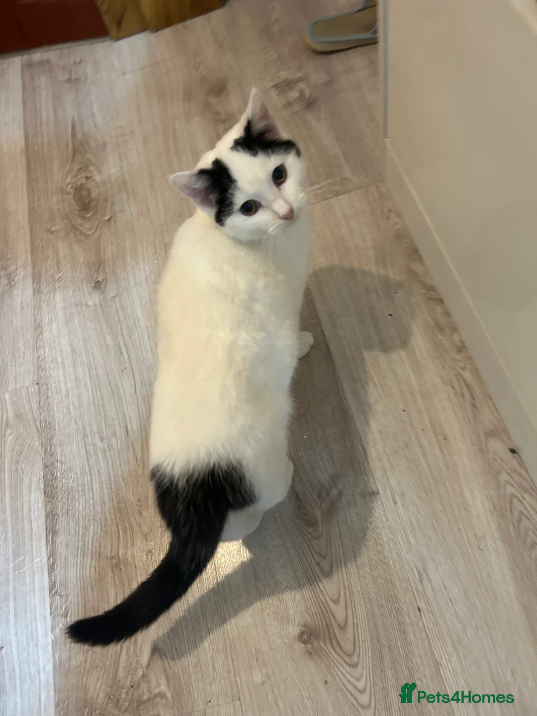 Mixed Breed cats for sale: Two females for sale  - Advert 2