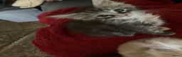 Maine Coon cats for sale: 4 playful Pure breed Maine Coon kittens - Advert 2