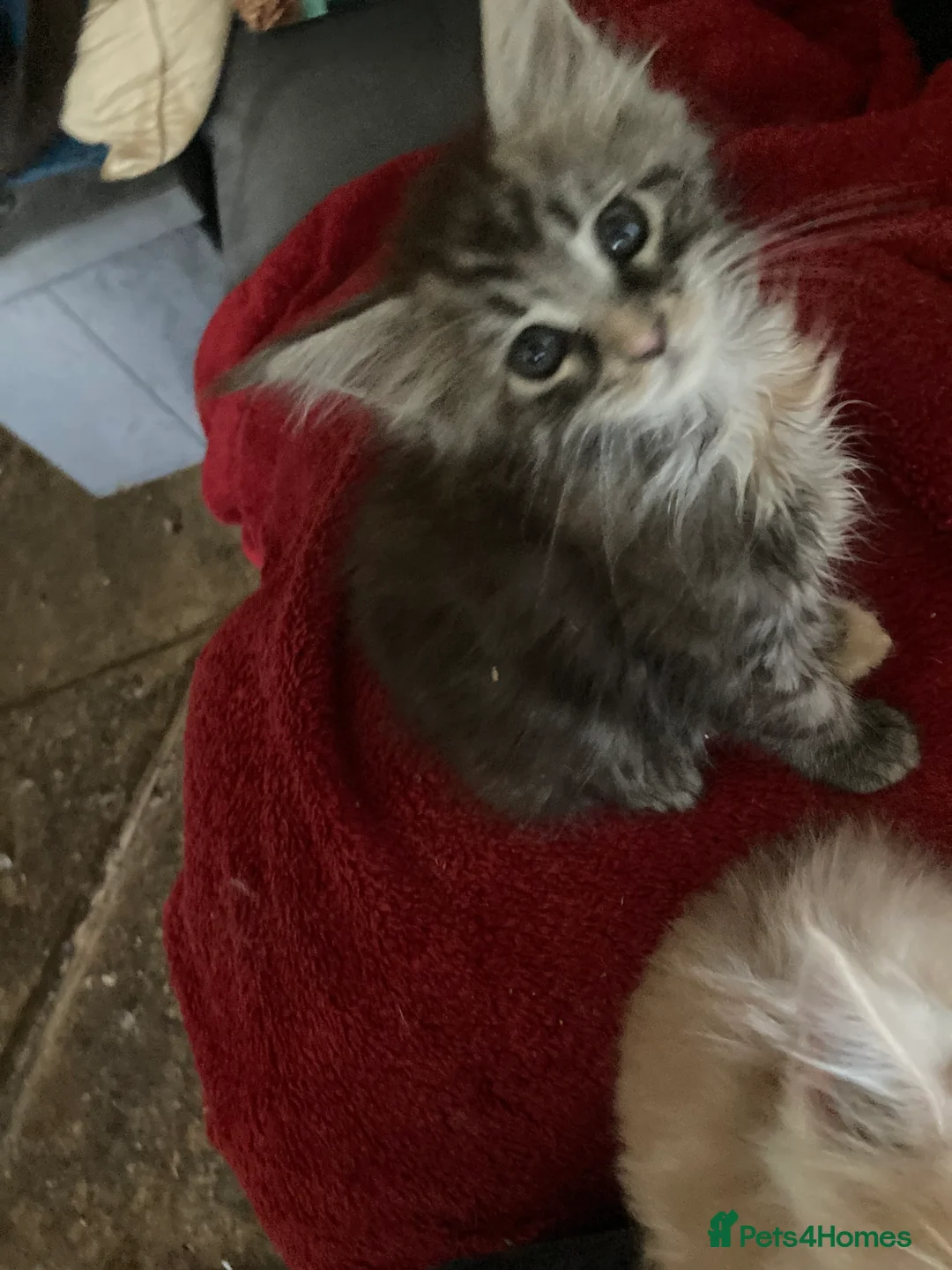 Maine Coon cats for sale: 4 playful Pure breed Maine Coon kittens - Advert 2