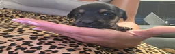 Mixed Breed dogs for sale: Stunning JR / Dachshund Pups - Advert 24
