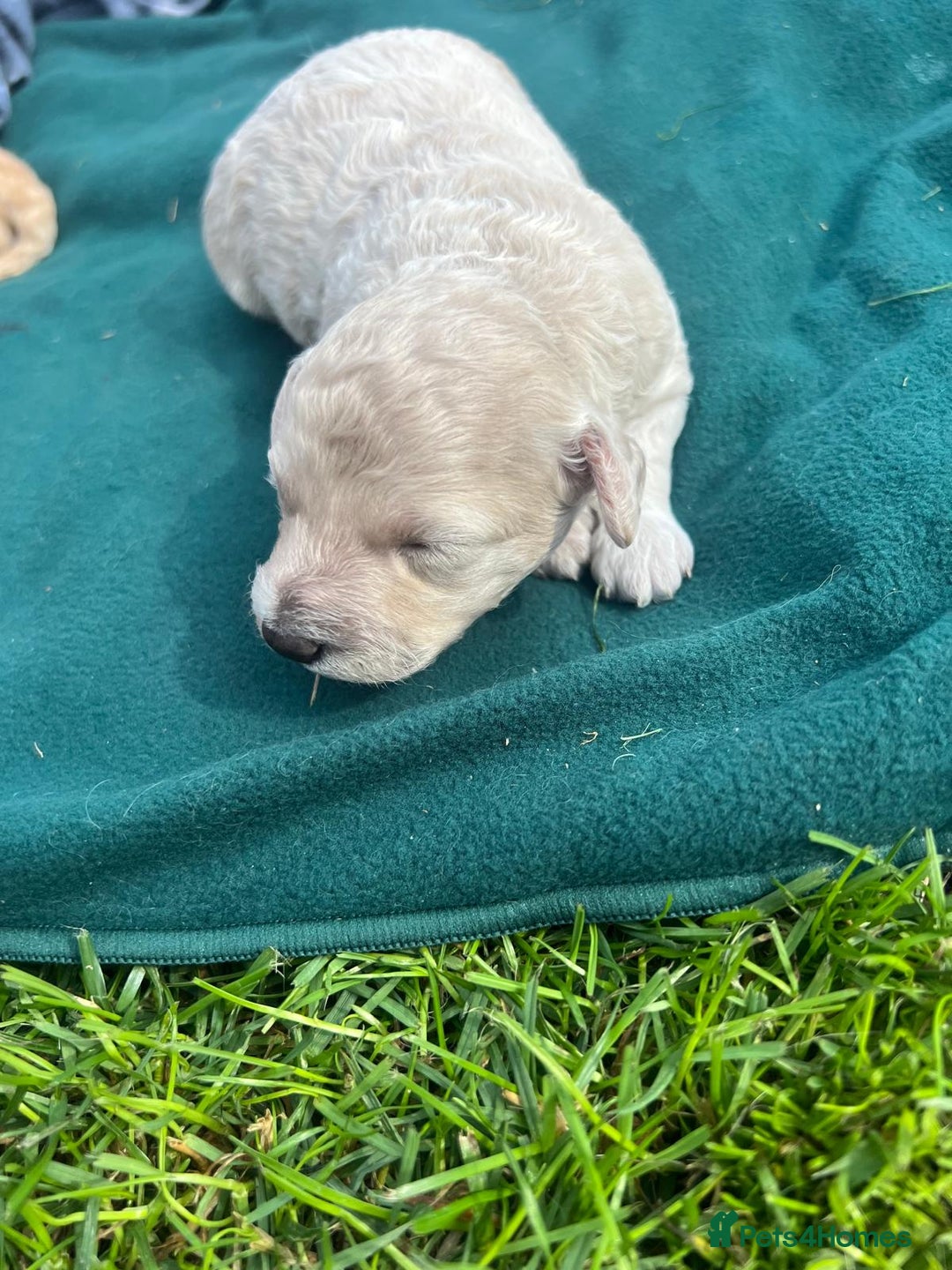 Miniature Poodle dogs for sale: KC registered miniature poodle puppies - Image 6