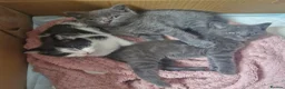 British Shorthair cats for sale: Adorable British shorthair cross kittens for sale in Chatham - Advert 17