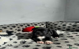 Staffordshire Bull Terrier dogs for sale: Champion lines Staffordshire Bull terrier puppies - Image 8