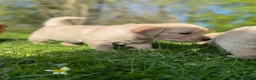 Golden Retriever dogs for sale: 🐾 Truly special KC Puppies in Builth Wells - Advert 6