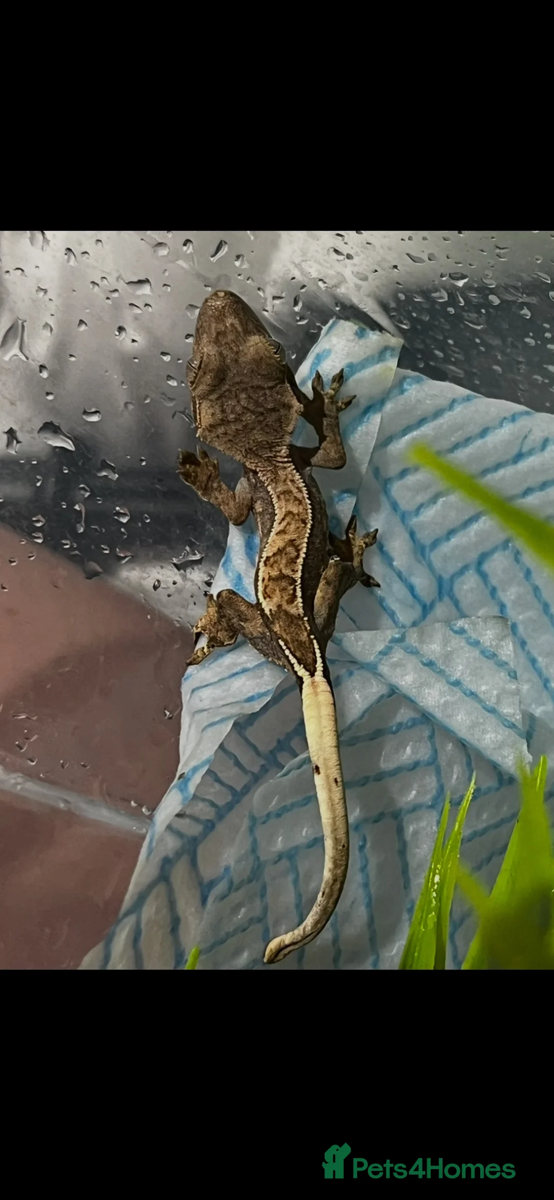 Gecko reptiles for sale: Crested gecko in South Ockendon - Advert 2