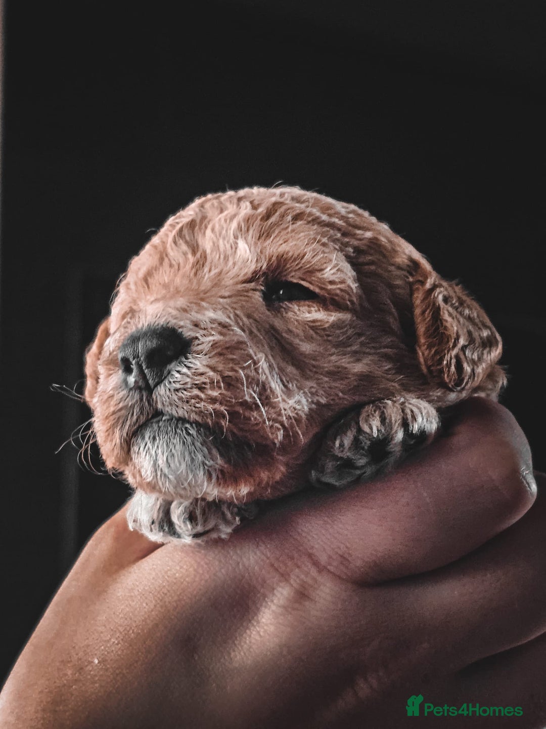 Bordoodle dogs for sale: F1B Bordoodle Puppies - Image 1