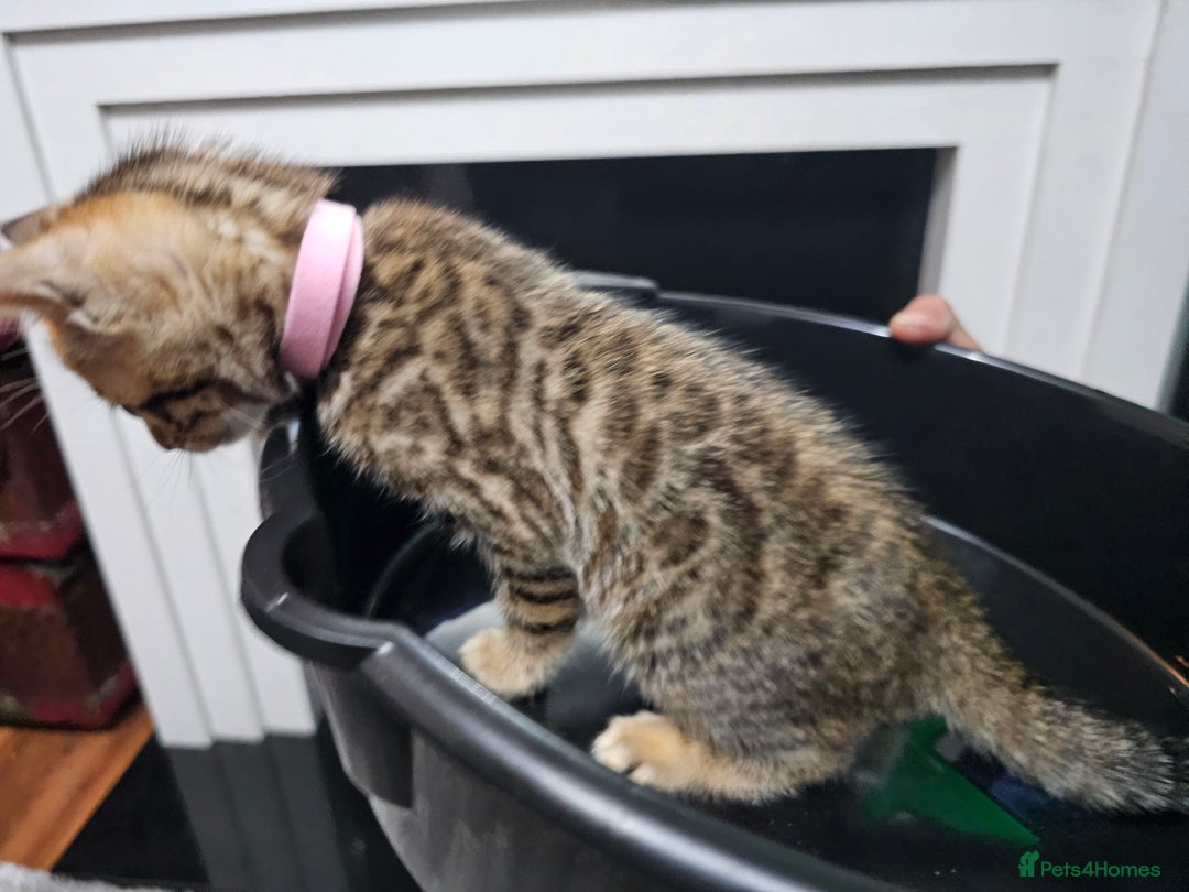 Bengal cats for sale: ✨️Stunning Bengal Babies-Exotic, Playful & Loving - Advert 18