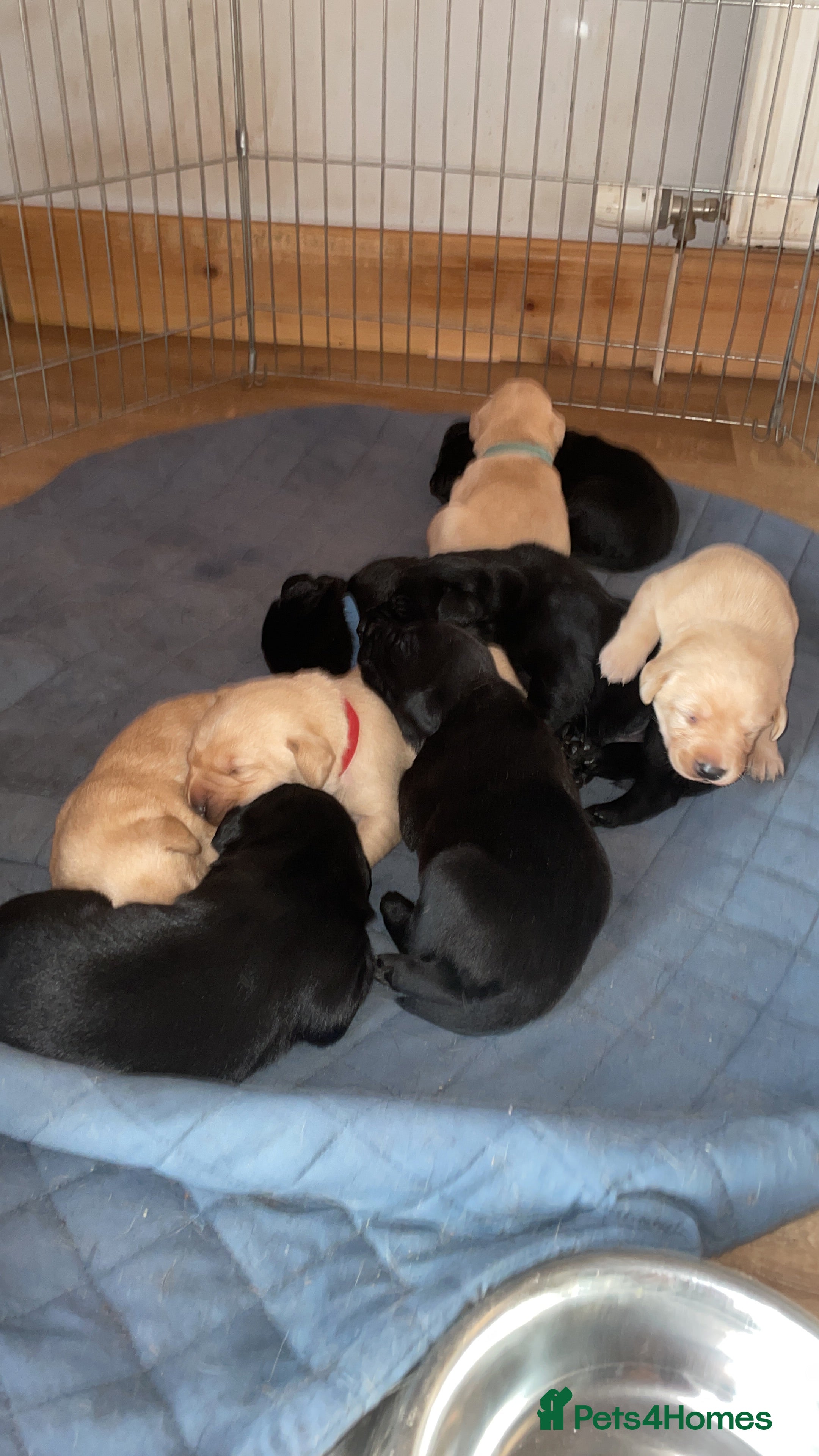 Labrador Retriever dogs Lab puppies - Advert 1