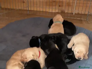 Labrador Retriever dogs Lab puppies - Advert 1