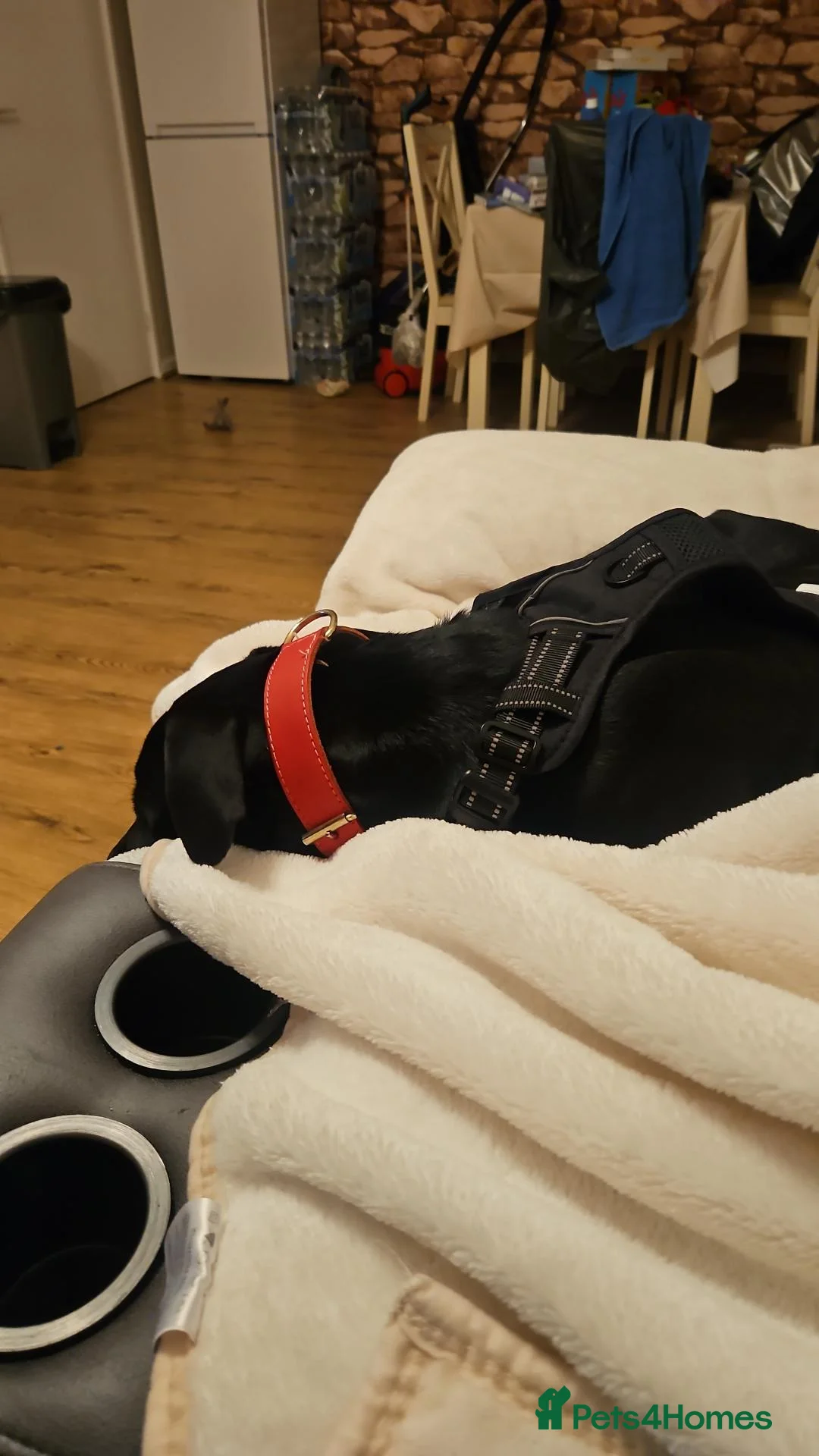 Mixed Breed dogs for sale: Labrador cross - Advert 2