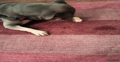 French Bulldog dogs - Advert 2