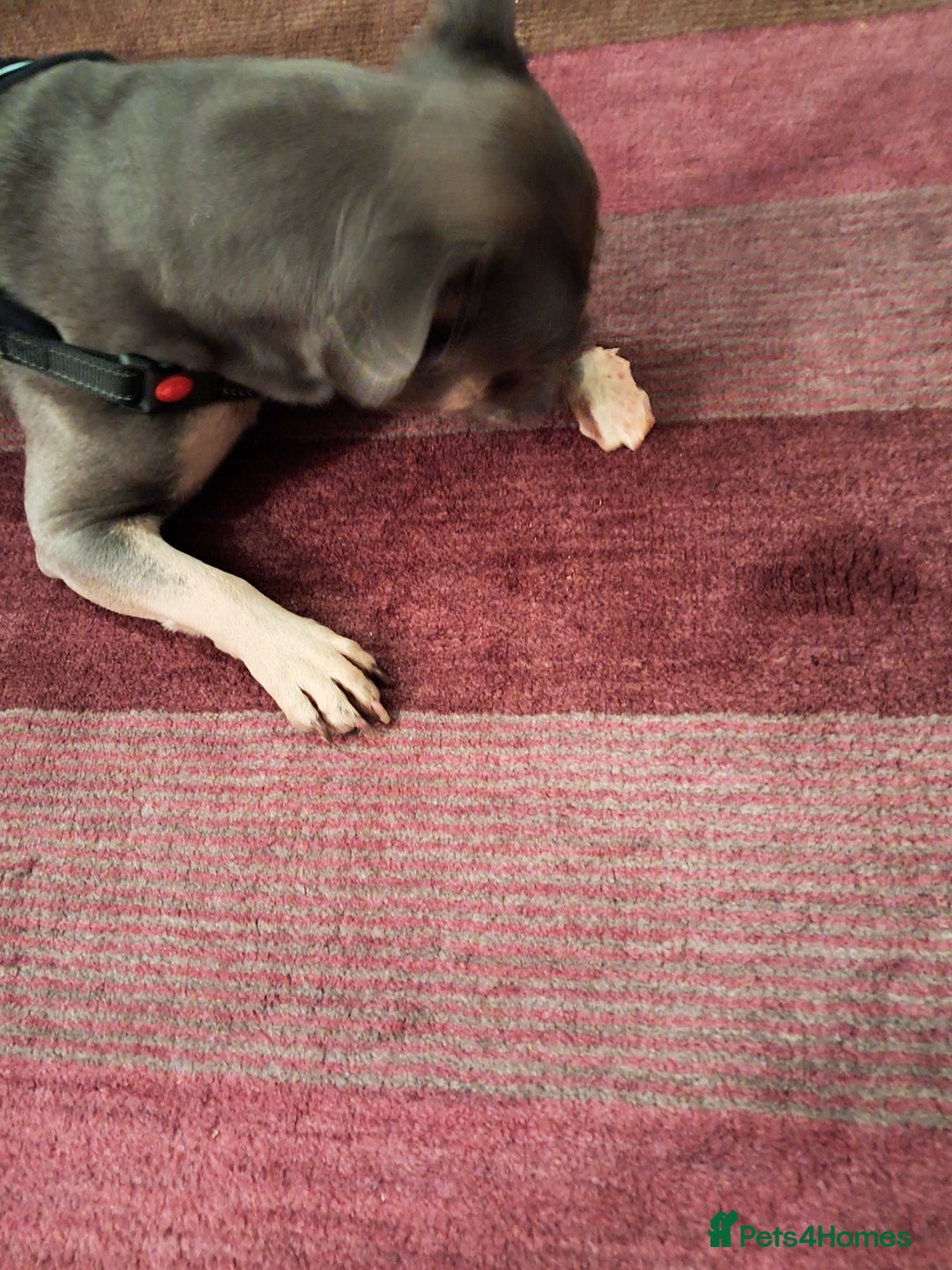 French Bulldog dogs for sale: Rufus - Image 3