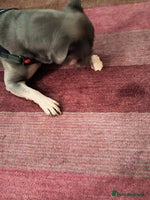 French Bulldog dogs - Advert 2