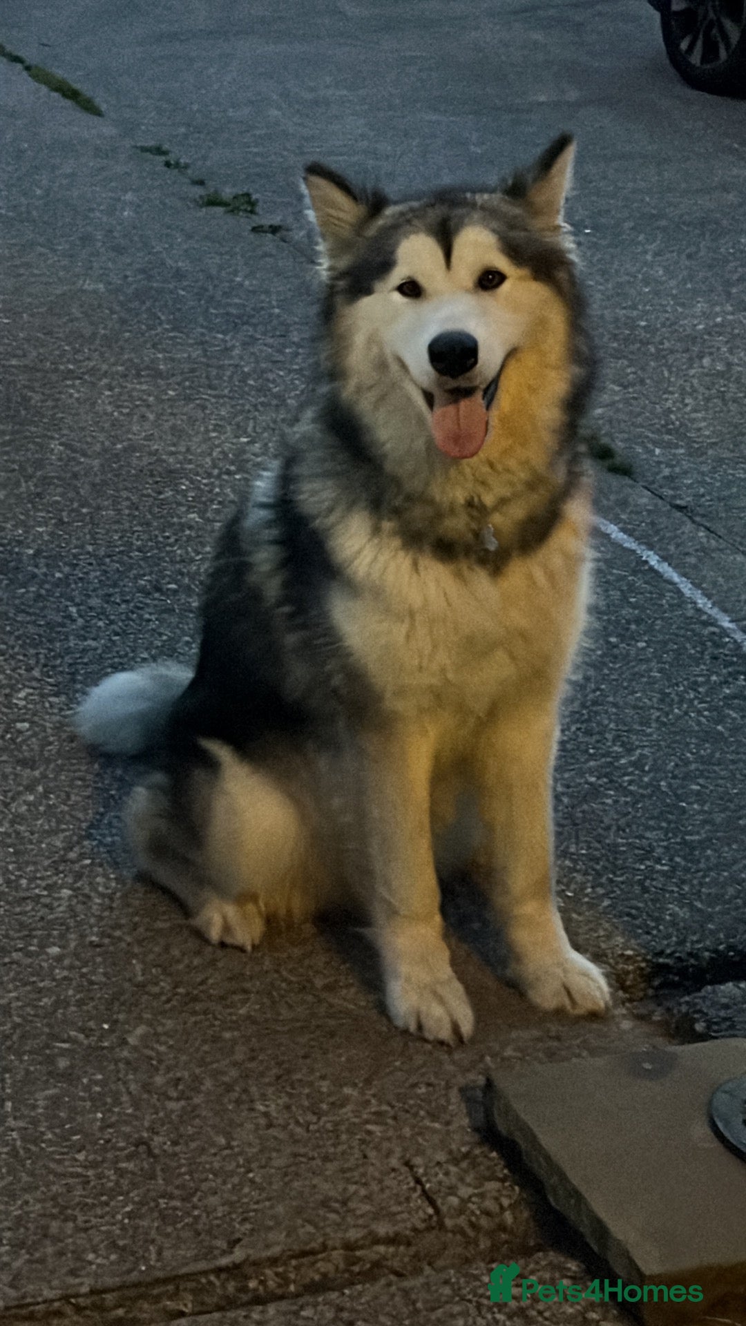 Mixed Breed dogs Alaska shepherd x  - Advert 11
