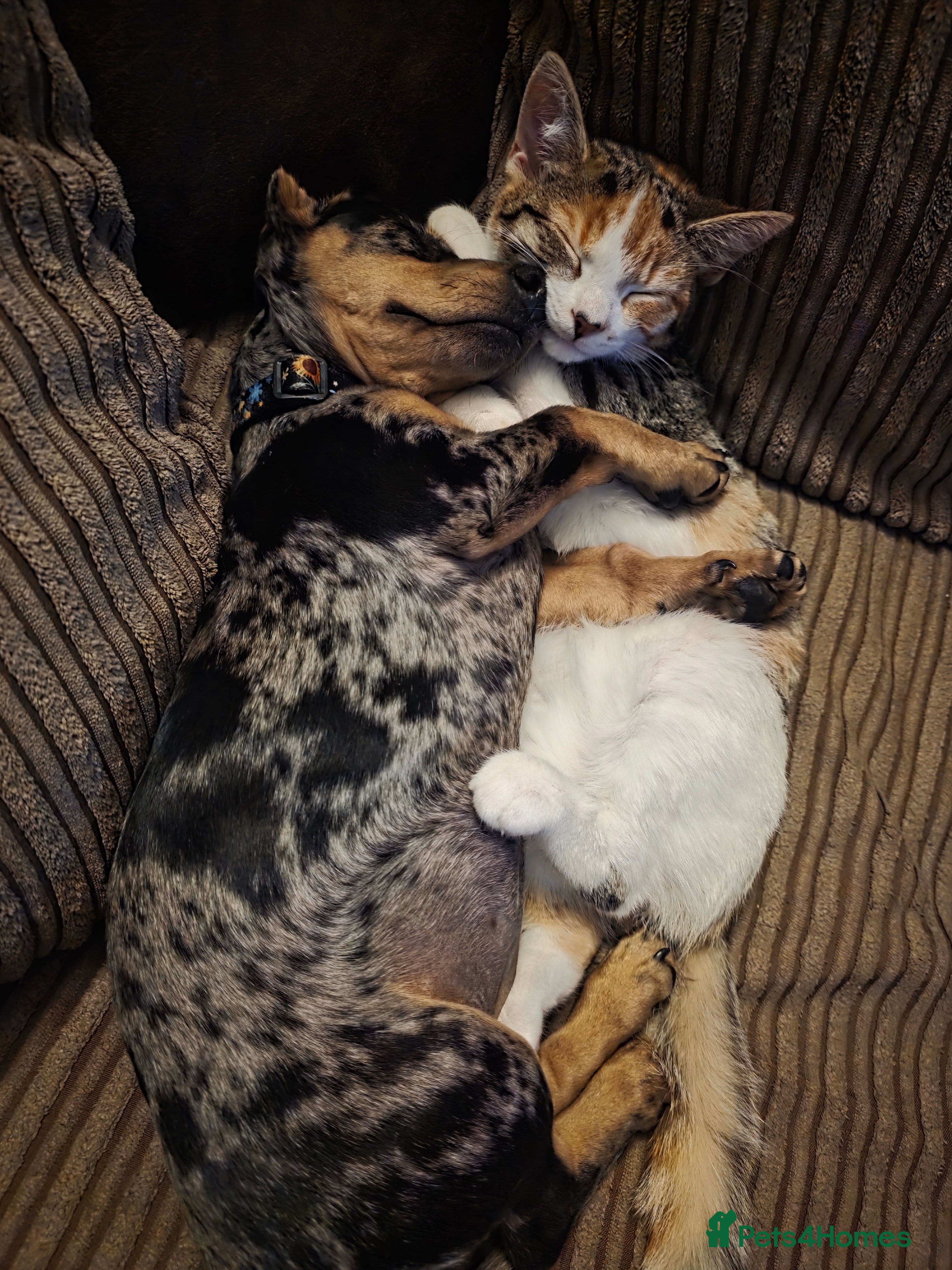 Dachshund dogs 10month old Dachshund  - Advert 1