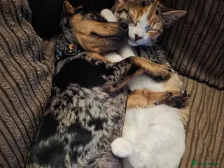 Dachshund dogs 10month old Dachshund - Advert 1