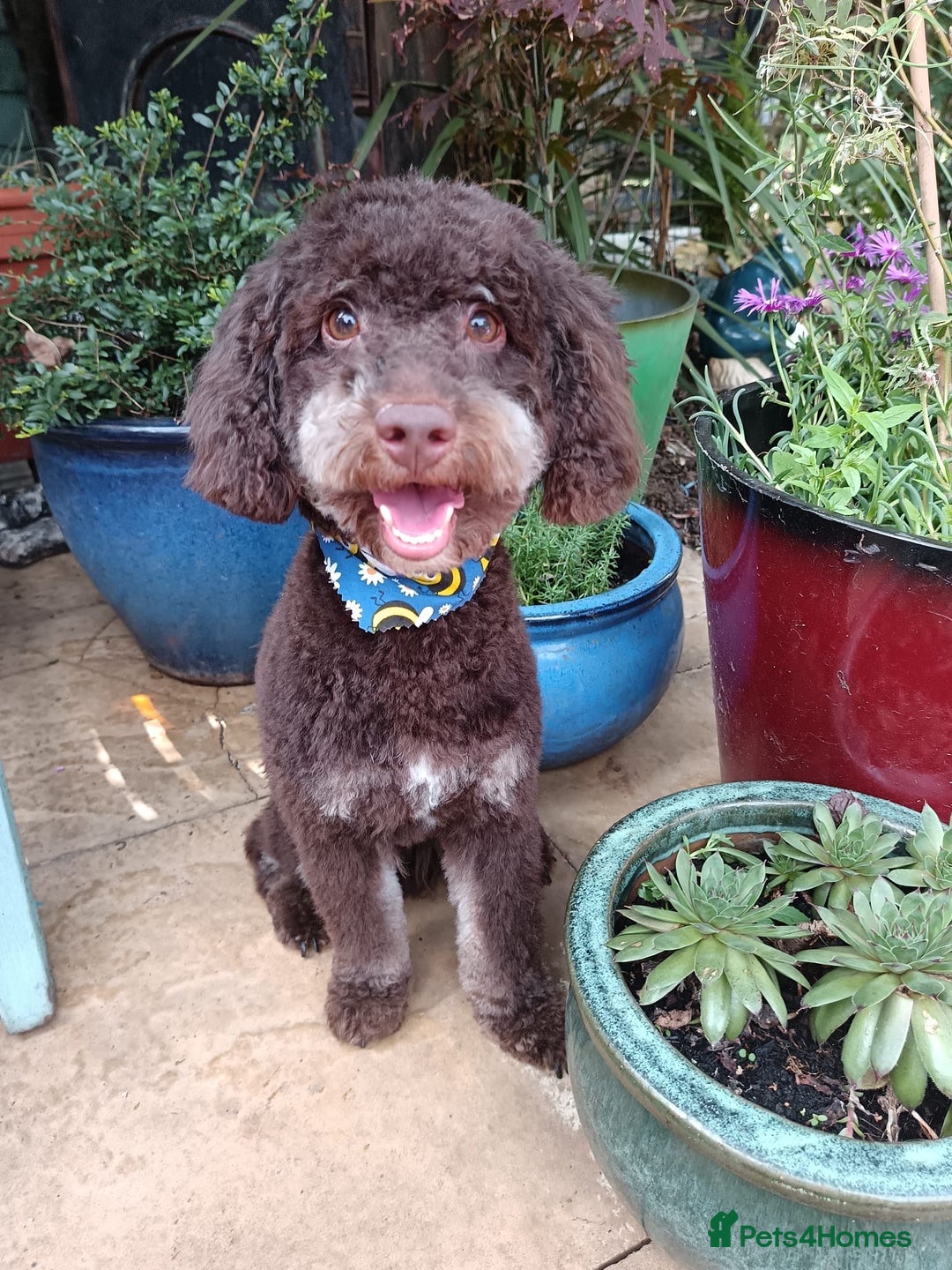 Toy Poodle dogs for sale: Brown phantom Kc toy poodles - Advert 11