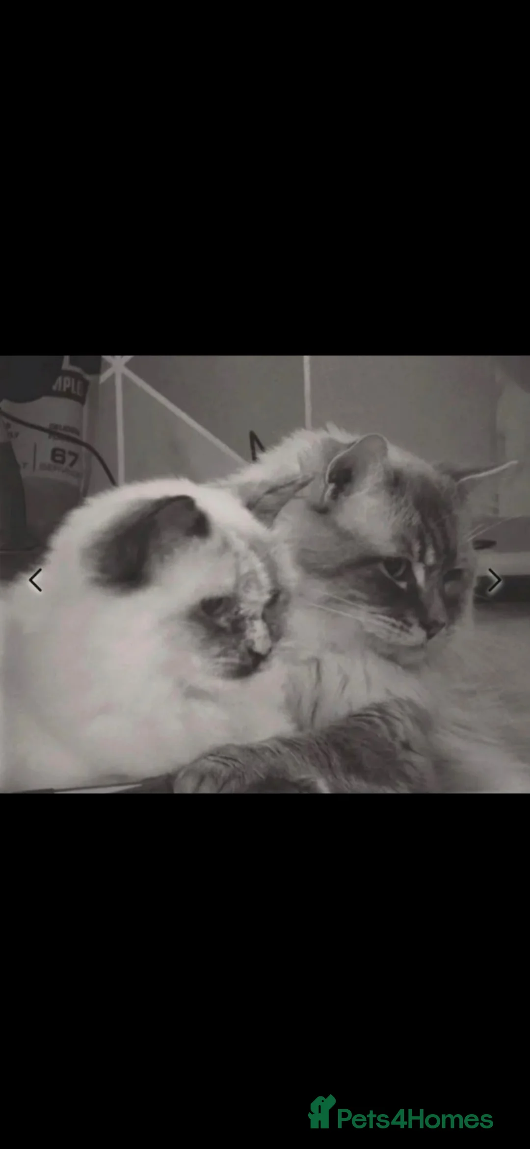Ragdoll cats for sale: Pure Ragdoll kittens  - Advert 8