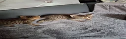 Mixed Breed cats for sale: 3 cutest females mixed bengal tabby kittens v - Advert 19