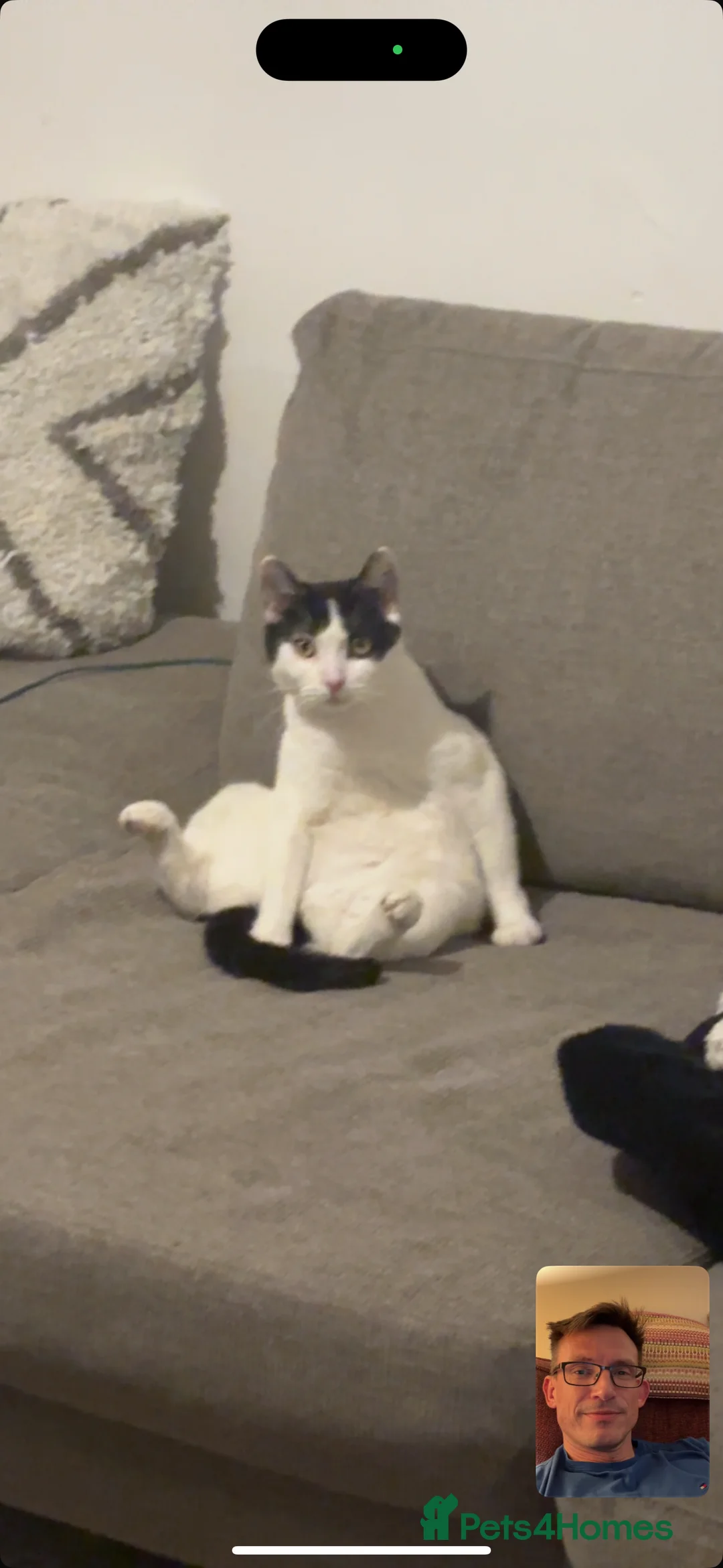 Mixed Breed cats for sale: Eclipse - Advert 14