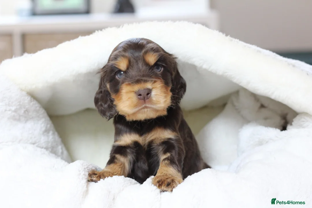 Cocker Spaniel dogs for stud: TRUE TO TYPE- Chocolate & Tan Show Cocker Spaniel in Holywell - Advert 18