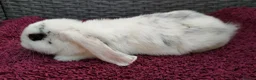Mini Lop rabbits for sale: Cute French x Mini Lop Ready to Go!!! - Advert 13