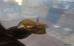 Snails invertebrates for sale: Giant African land snails - Image 5