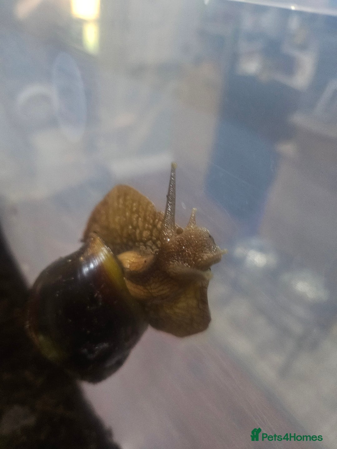 Snails invertebrates for sale: Giant African land snails - Image 5