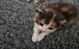Maine Coon cats for sale: Maine Coon Kittens purebred – Reserve Now - Image 14