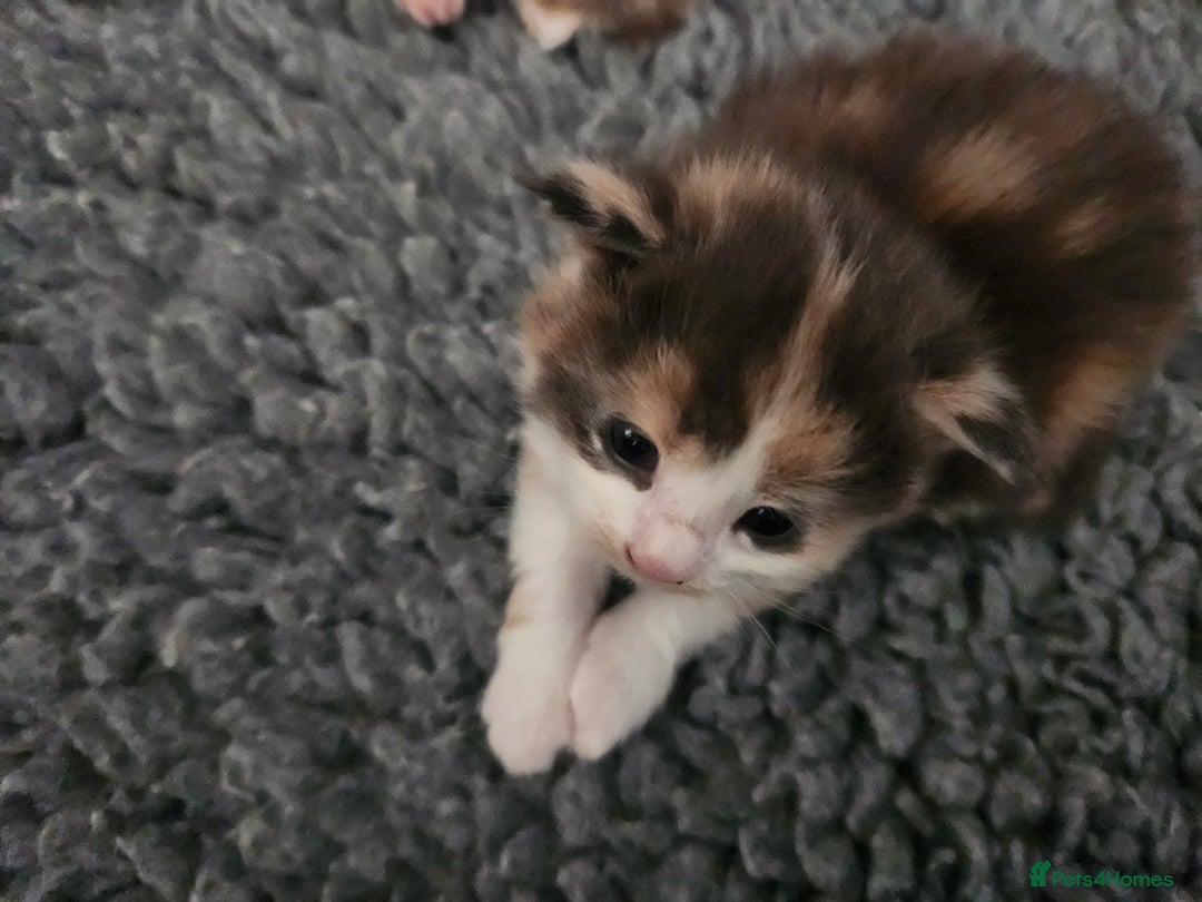 Maine Coon cats for sale: Maine Coon Kittens purebred – Reserve Now - Image 14